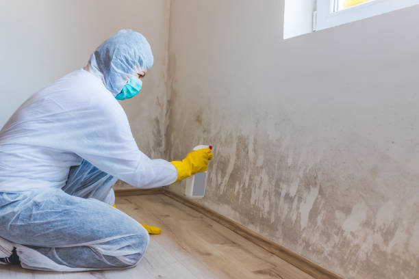 Licensed Mold Remediation service in Woodhaven, MI - 24 Hour Mold Removal