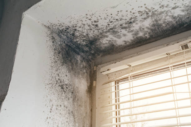 Affordable Mold Remediation solutions in Woodhaven, MI