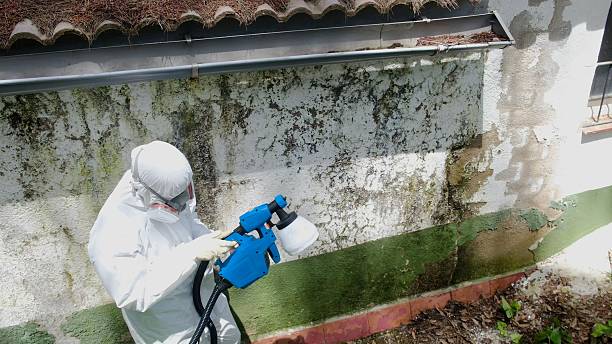 Top rated local Mold Remediation specialists in Woodhaven, MI